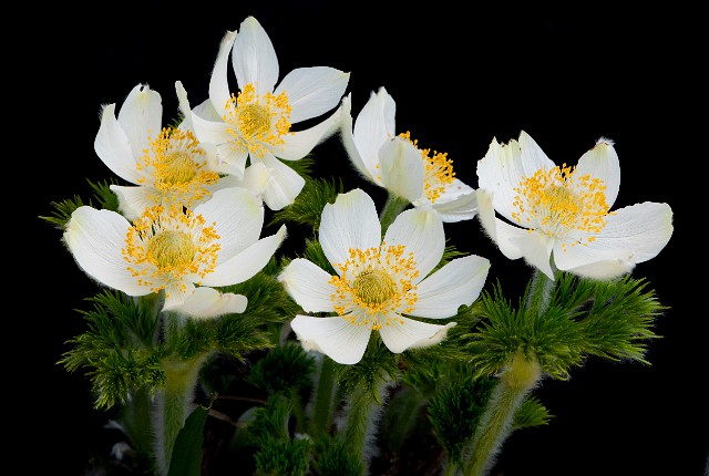 Anemone occidentalis - Western Pasqueflower 3918_1.jpg